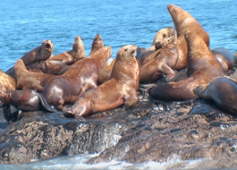 Sea Lions